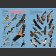 Europe's birds, Identification Guide (Hume, R. ym 2021)