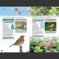 British Birds, Pocket Guide (Hume, R. ym. 2019)
