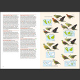 Birds of Indonesian Archipelago (Eaton, 2nd ed. 2021) Kovakantinen