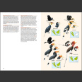 Birds of Indonesian Archipelago (Eaton, 2nd ed. 2021) Kovakantinen