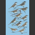 Sylvia Warblers, Identification (Shirihai, H.2000)