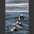 Birds of the Curonian Spit, Castren, K. (2014)