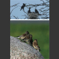 Birds of the Curonian Spit, Castren, K. (2014)