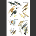 Birds of Aruba, Curacao and Bonaire (Boer ym. 2012)