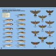 Flight Identification of European Passerines and Select Landbirds (T. Cofta. 2021)