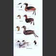 Field Guide to the Birds of Macaronesia: Azores, Madeira, Canary Islands, Cape Verde (Descubrir la Naturaleza) - Hardcover 2011