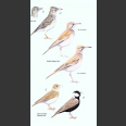 Field Guide to the Birds of Macaronesia: Azores, Madeira, Canary Islands, Cape Verde (Descubrir la Naturaleza) - Hardcover 2011