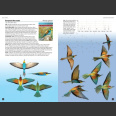 Flight Identification of European Passerines and Select Landbirds (T. Cofta. 2021)