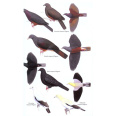 Birds of Melanesia, Bismarcks, Solomons, Vanuatu and New Caledonia (Dutson 2011)