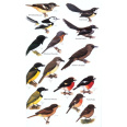 Birds of Melanesia, Bismarcks, Solomons, Vanuatu and New Caledonia (Dutson 2011)