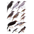 Birds of Melanesia, Bismarcks, Solomons, Vanuatu and New Caledonia (Dutson 2011)