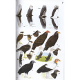 Guide to the Birds of Mexico and Northern Central America (Howell 1995, reprinted 2013)