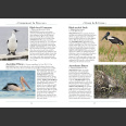 Naturalist's Guide to Birds of Australia (Ingwersen, D. 2017)