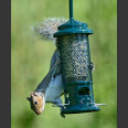 Ruokinta-automaatti Squirrel Buster standard