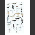 Birds of Pakistan (Grimmet, R., Roberts, T. & Inskipp, T. 2009)