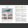 Ageing and Sexing of East Asian Passerines (Norevik, G., Hellström, M., Liu, D & Petersson, B. 2020)