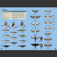 Flight Identification of European Passerines and Select Landbirds (T. Cofta. 2021)