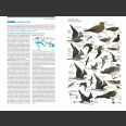 Seabirds, The New Identification Guide (Harrison, P. ym. 2021)