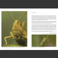 Grasshoppers of Britain and Western Europe, A Photographic Guide (Eric Sardet 2021)