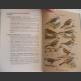 A Guide to the Identification and Natural History of the Sparrows of the United States and Canada (Rising, J.D. 1996)