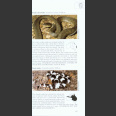 Photographic Guide to Snakes and other reptiles of Australia (Swan, G. 2003)