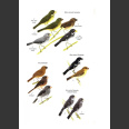 Birds of Trinidad & Tobago, Third Edition, Kenefick 2019