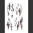 Birds of Trinidad & Tobago, Third Edition, Kenefick 2019