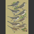 Sylvia Warblers, Identification (Shirihai, H.2000)