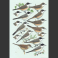 Sylvia Warblers, Identification (Shirihai, H.2000)