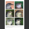 Sylvia Warblers, Identification (Shirihai, H.2000)