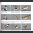 Waders of Europe, Photographic Guide ( Lars Gejl 2016 )