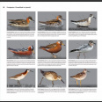 Waders of Europe, Photographic Guide ( Lars Gejl 2016 )
