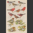 New World Warblers (Curson, J. 1994)