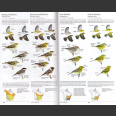 North American Bird Guide, 2nd ed. (Sibley, D. 2014)